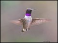 _3SB8519 black-chinned hummingbird